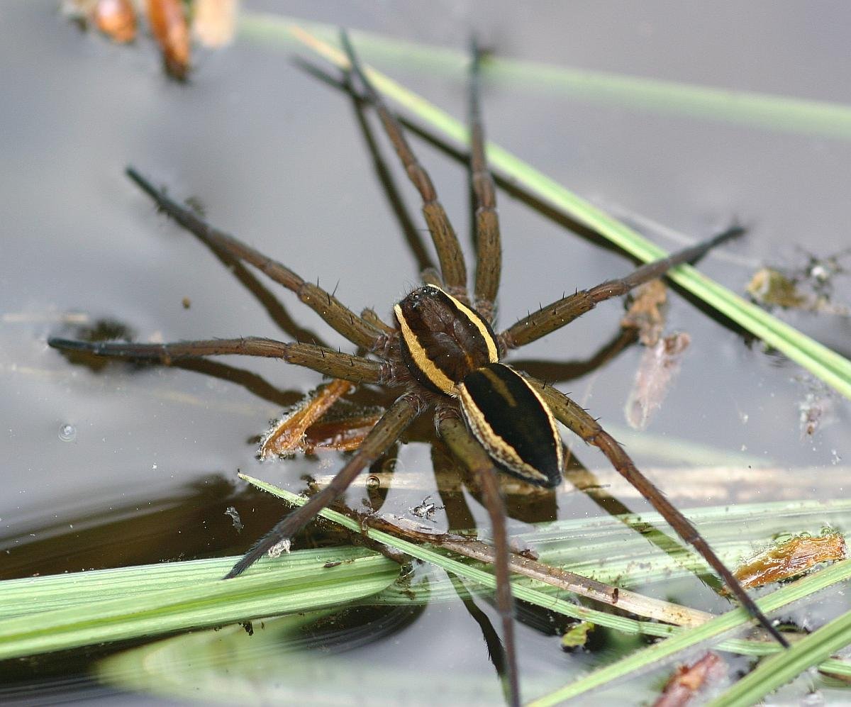 Dolomedes fimbriatus паук