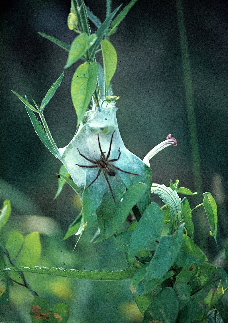 Dolomedes Minor