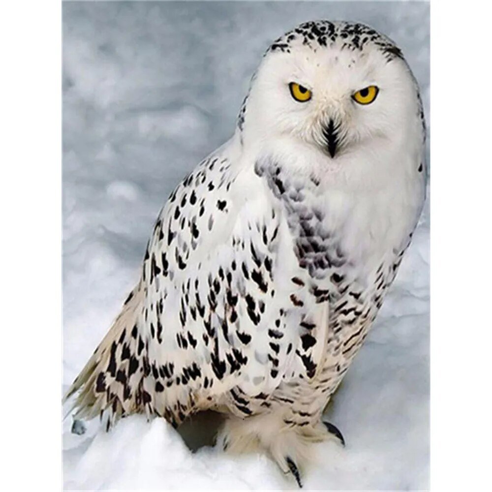 Совы Полярные