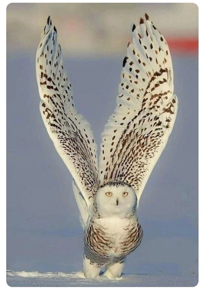 Сова Полярная белая