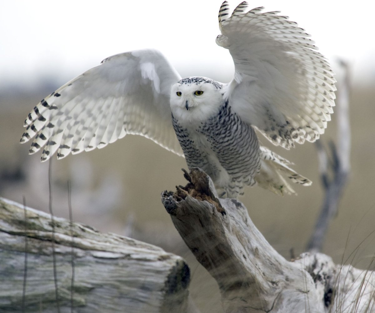 Полярная Сова Таймыр