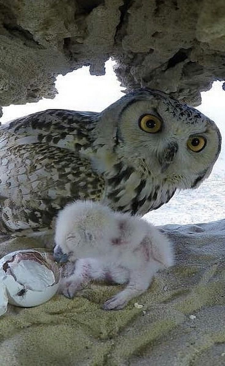 Полярная Сова гнездование