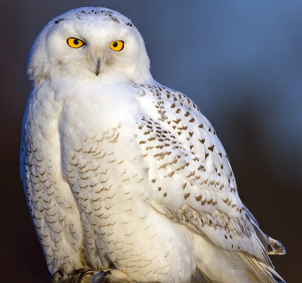 Совы Полярные