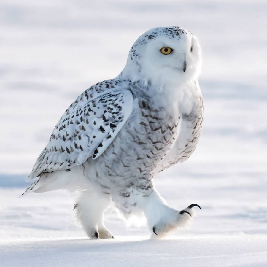 Животные тундры Полярная Сова