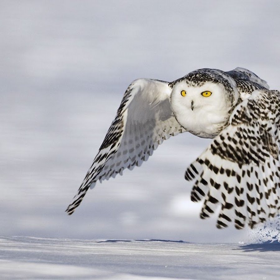 Антарктида Полярная Сова