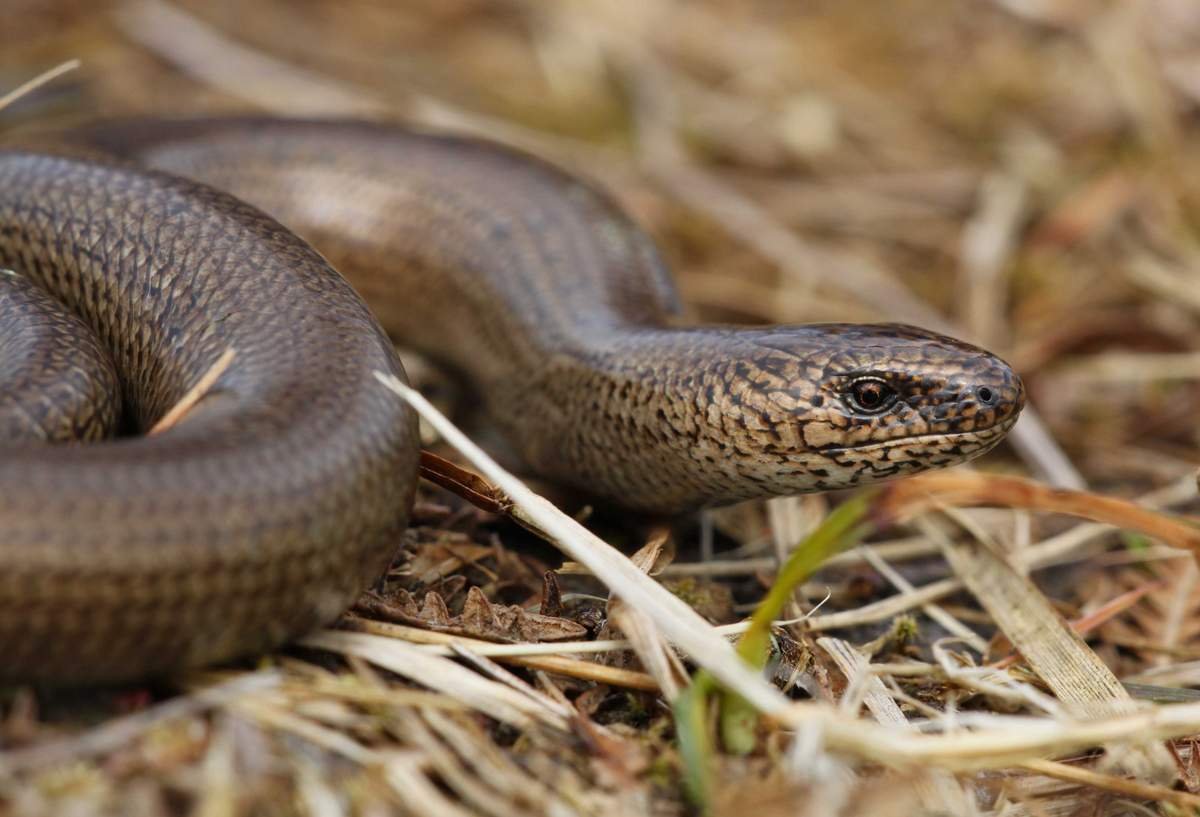 Безногая ящерица веретеница