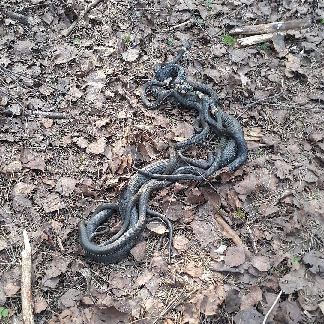 Змеи в Лосином острове