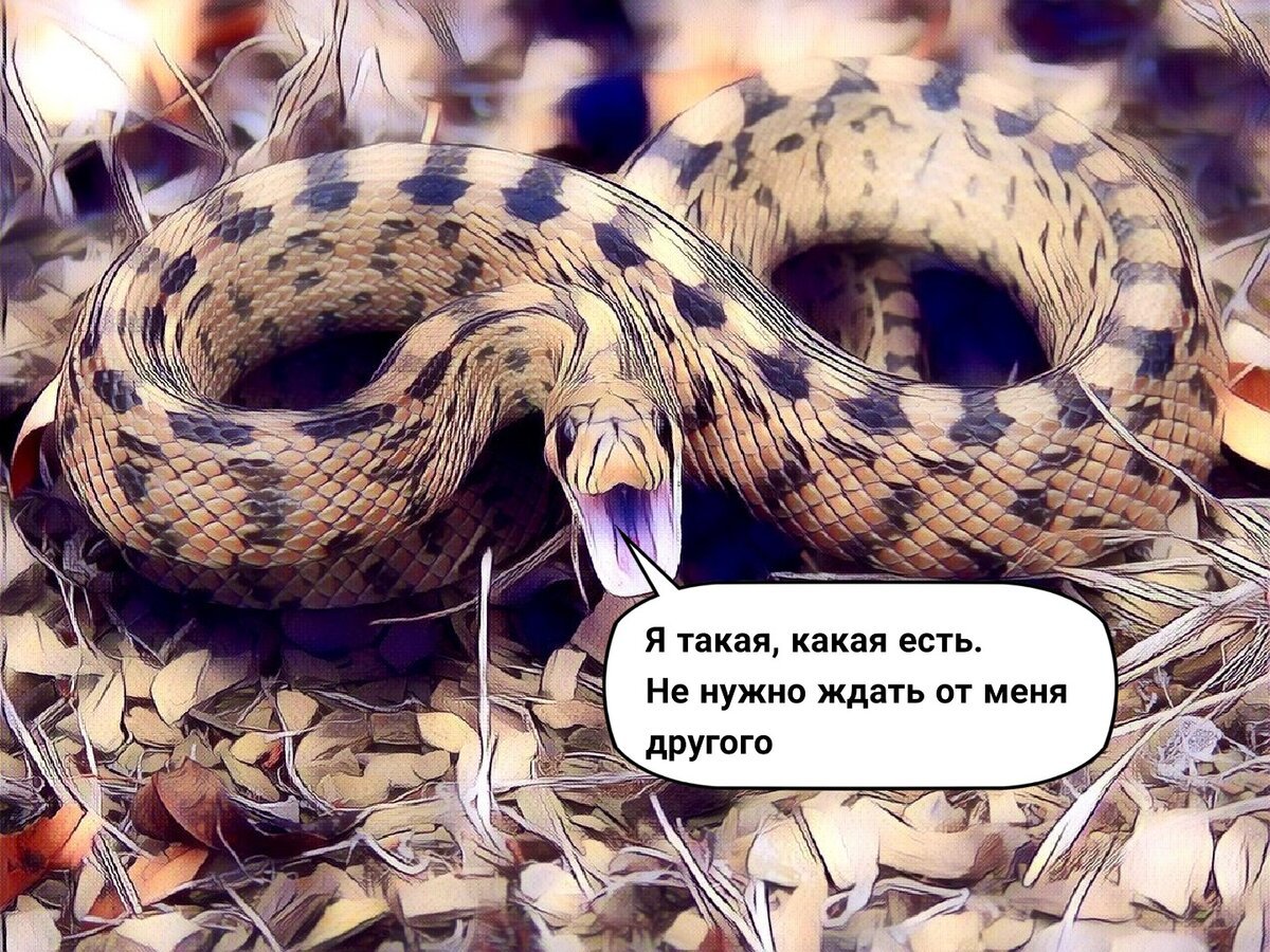 Полюбить можно и змею только она тебя когда нибудь укусит