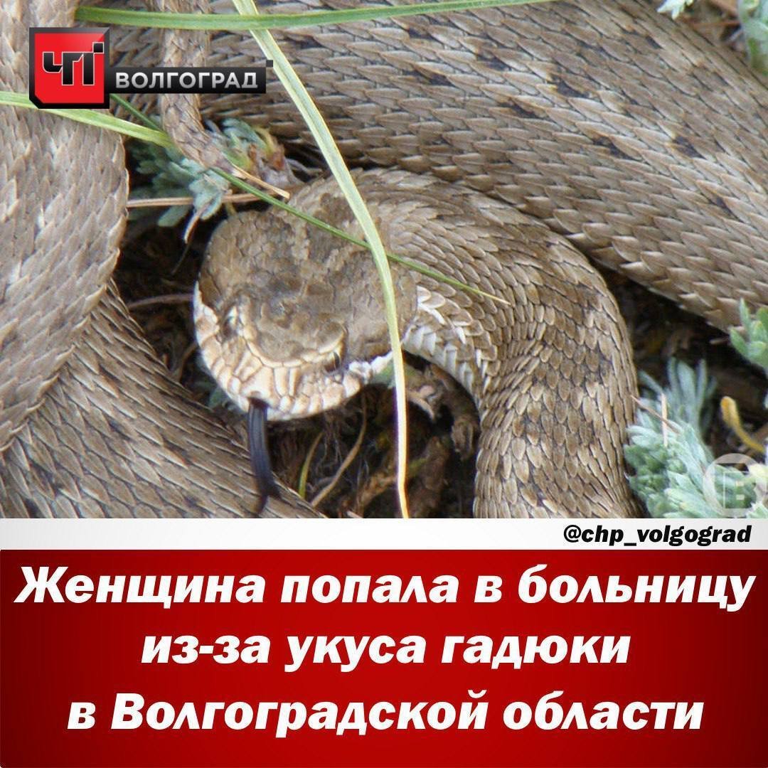 Змеи волгоградской области