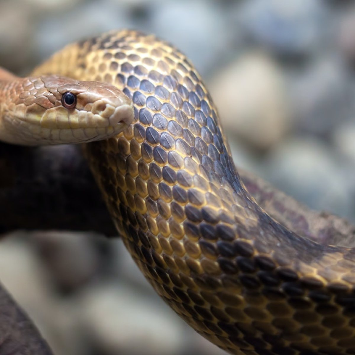 Змеи Воронежской области