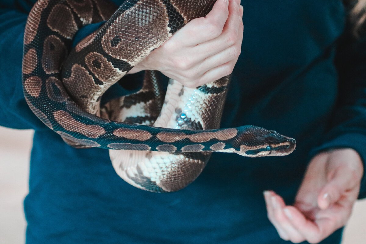 Королевский питон