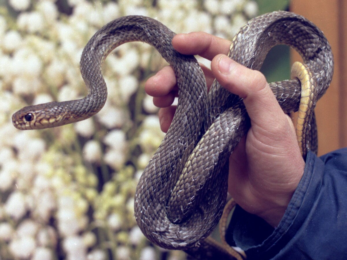 Змеи в Москве
