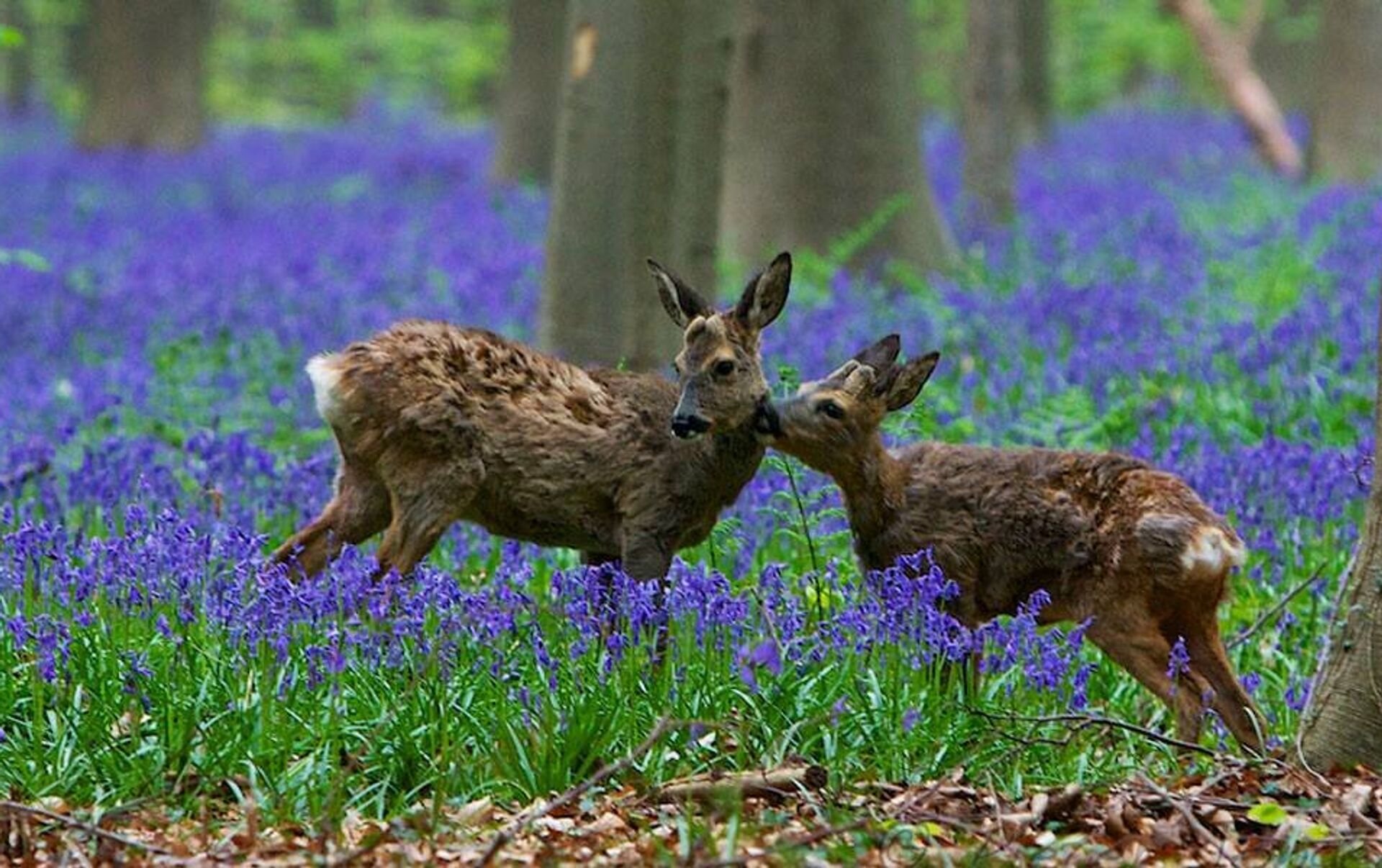 Животные и растительный мир весной. Лес Халлербос Бельгия. Халлербос синий лес в Бельгии. Лес Халлербос Бельгия фото.