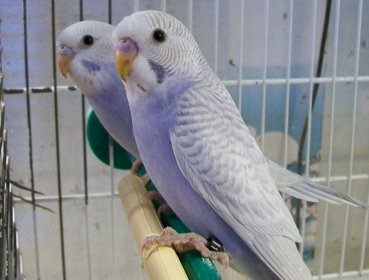 Волнистый попугай Арлекин