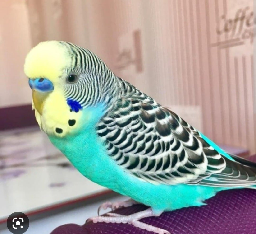 Лазурный волнистый попугай