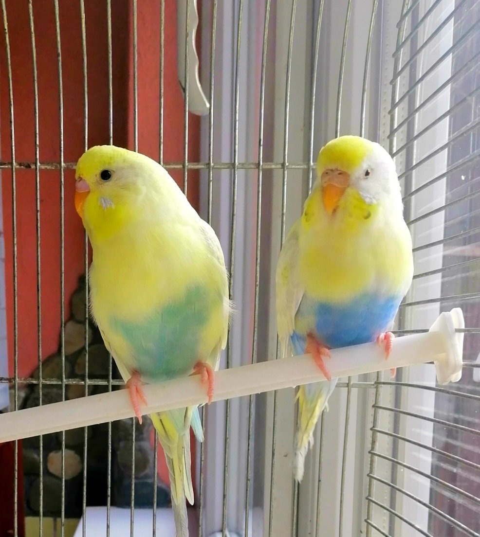 Радужный Пинто волнистый попугай