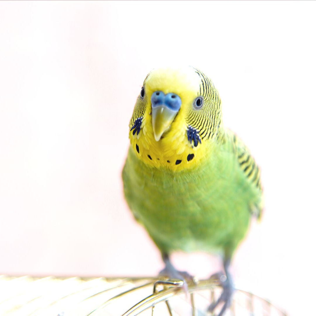 Пинто волнистый попугай