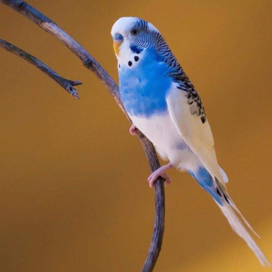 Голубой волнистый попугайчик самец