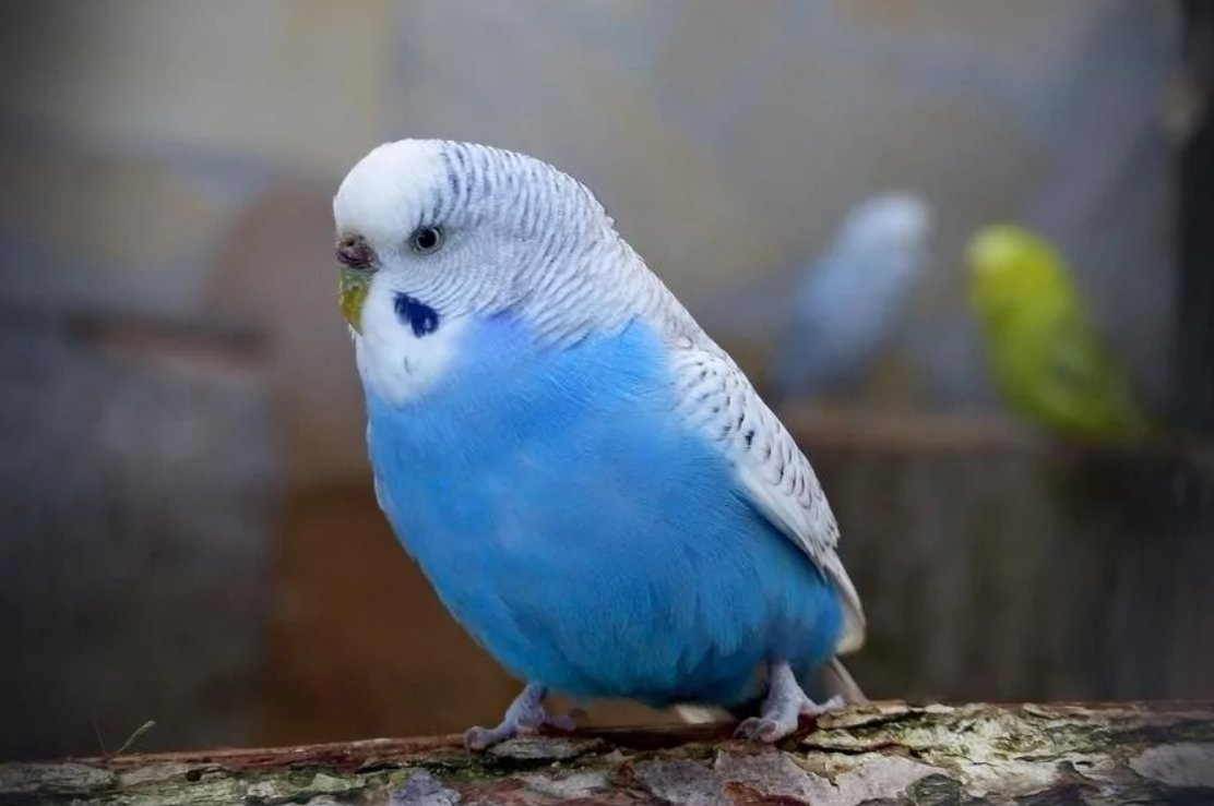 Волнистый попугайчик голубой
