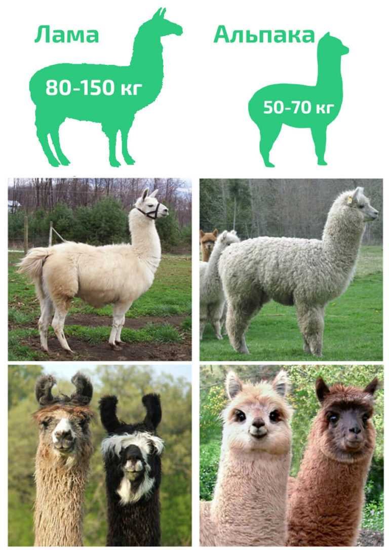 Альпака лама гуанако различия