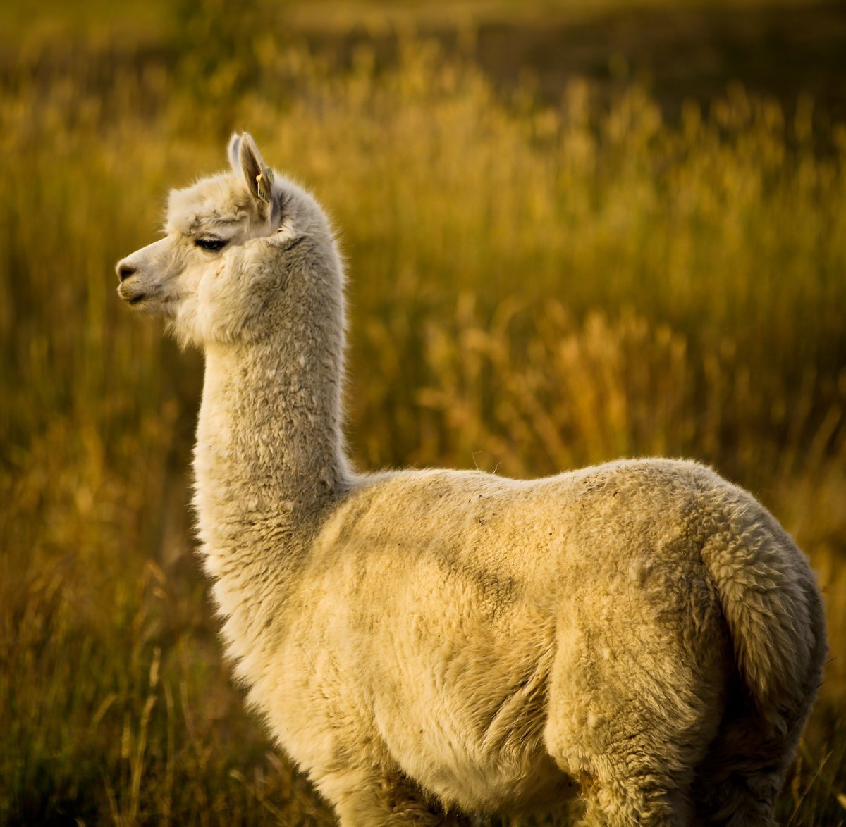 Эль Пако лама