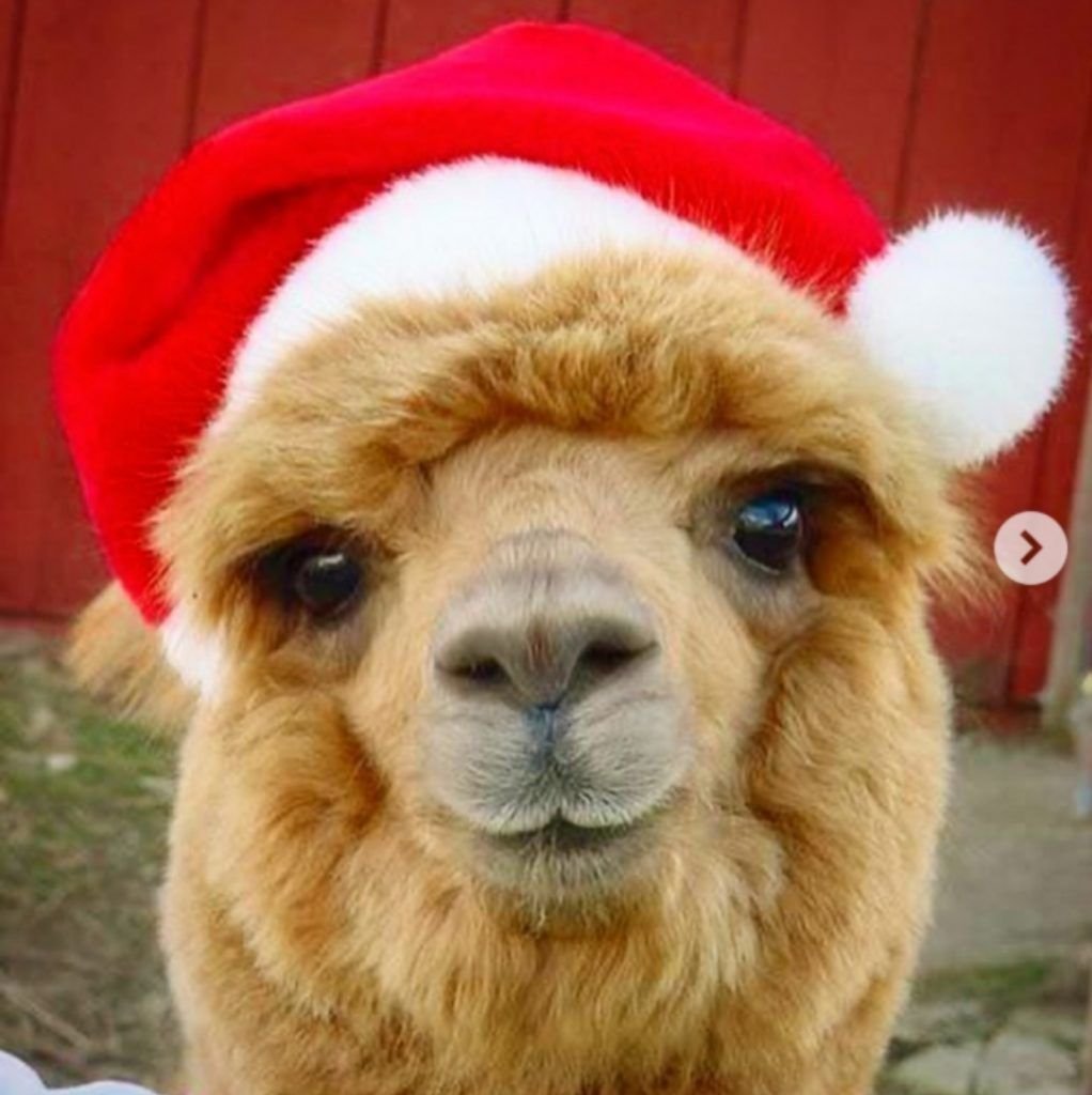 Лама в шапке