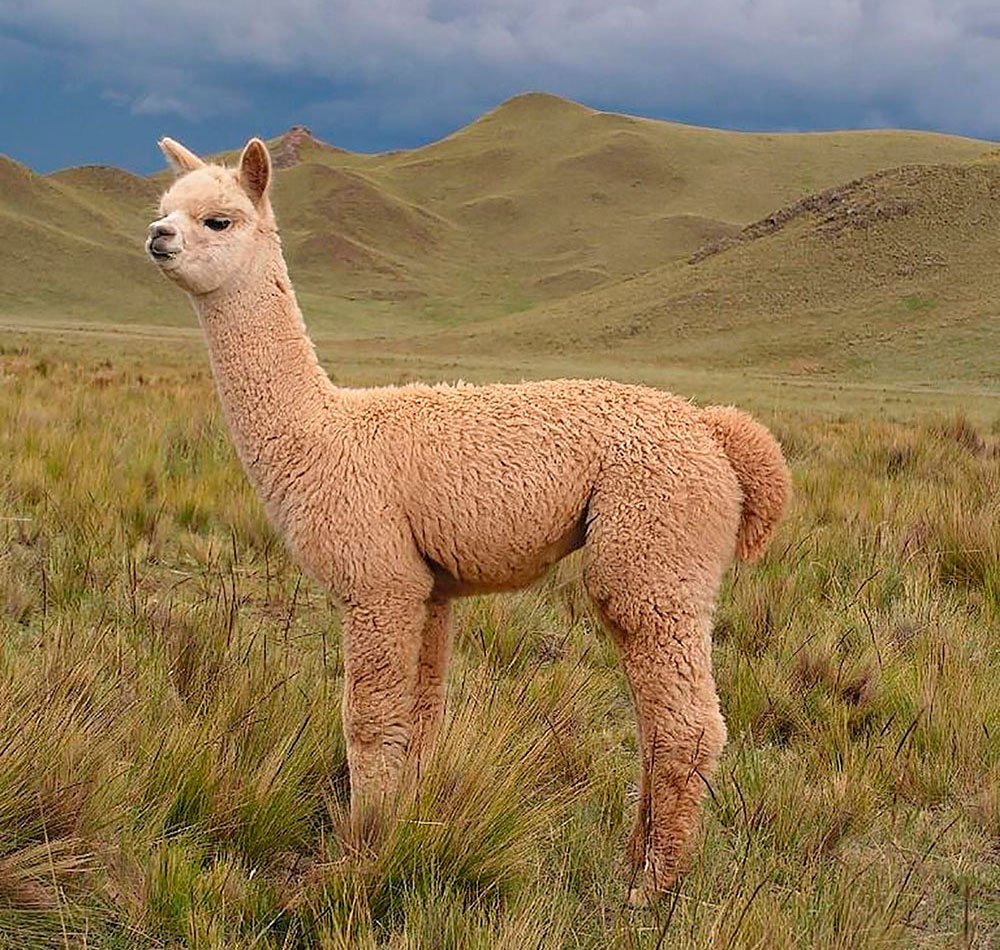 Гуанако и Викунья