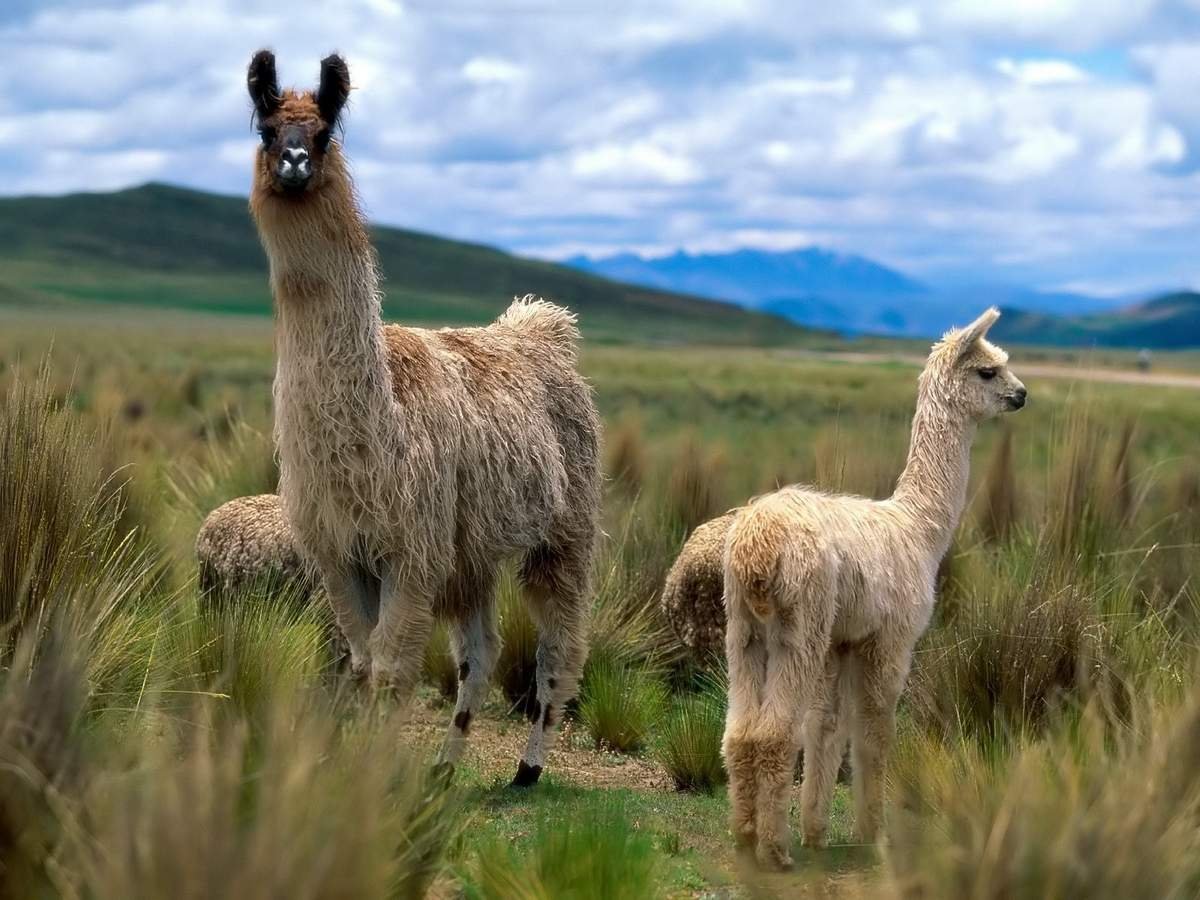 Лама гуанако