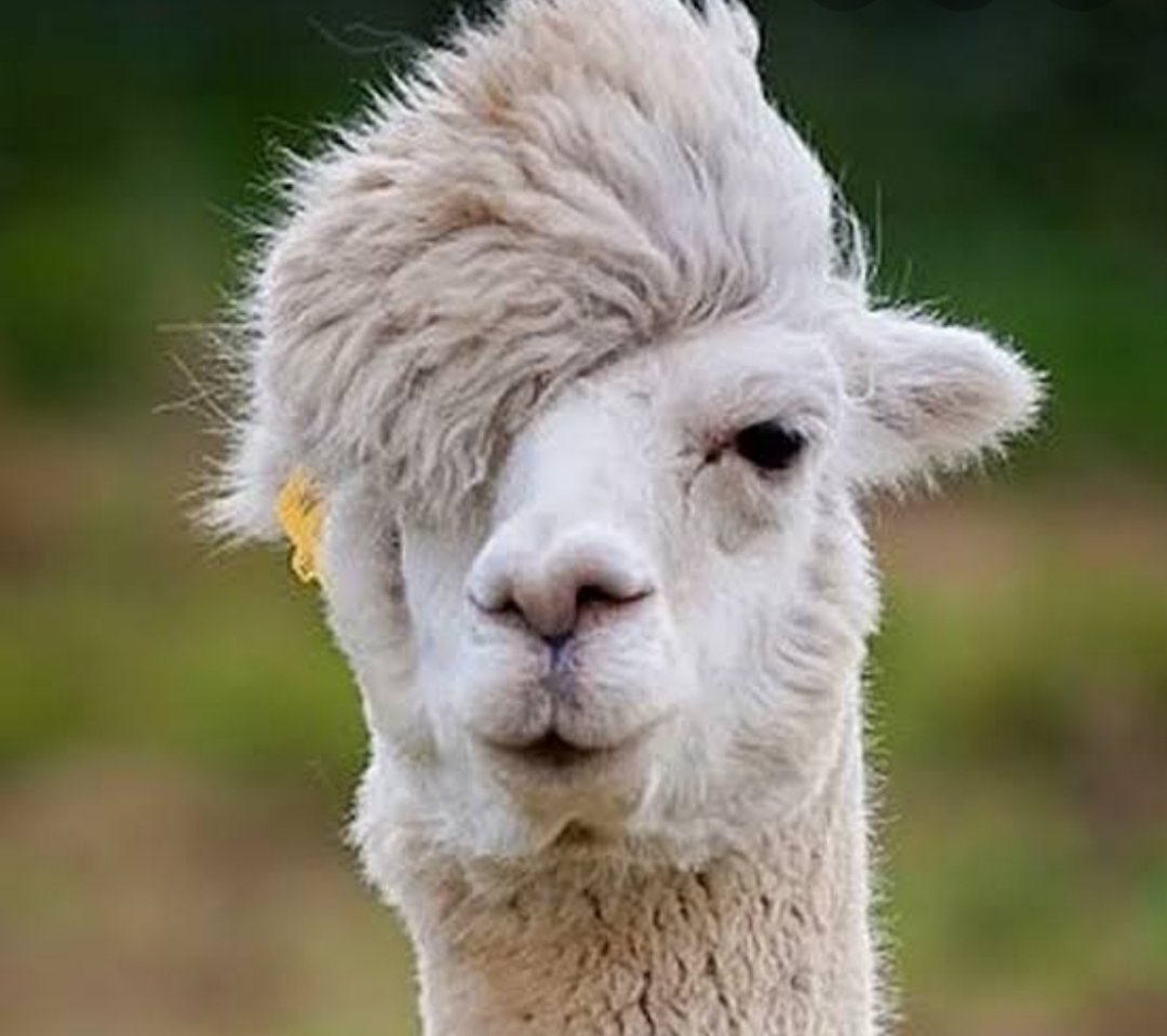 Альпака анфас