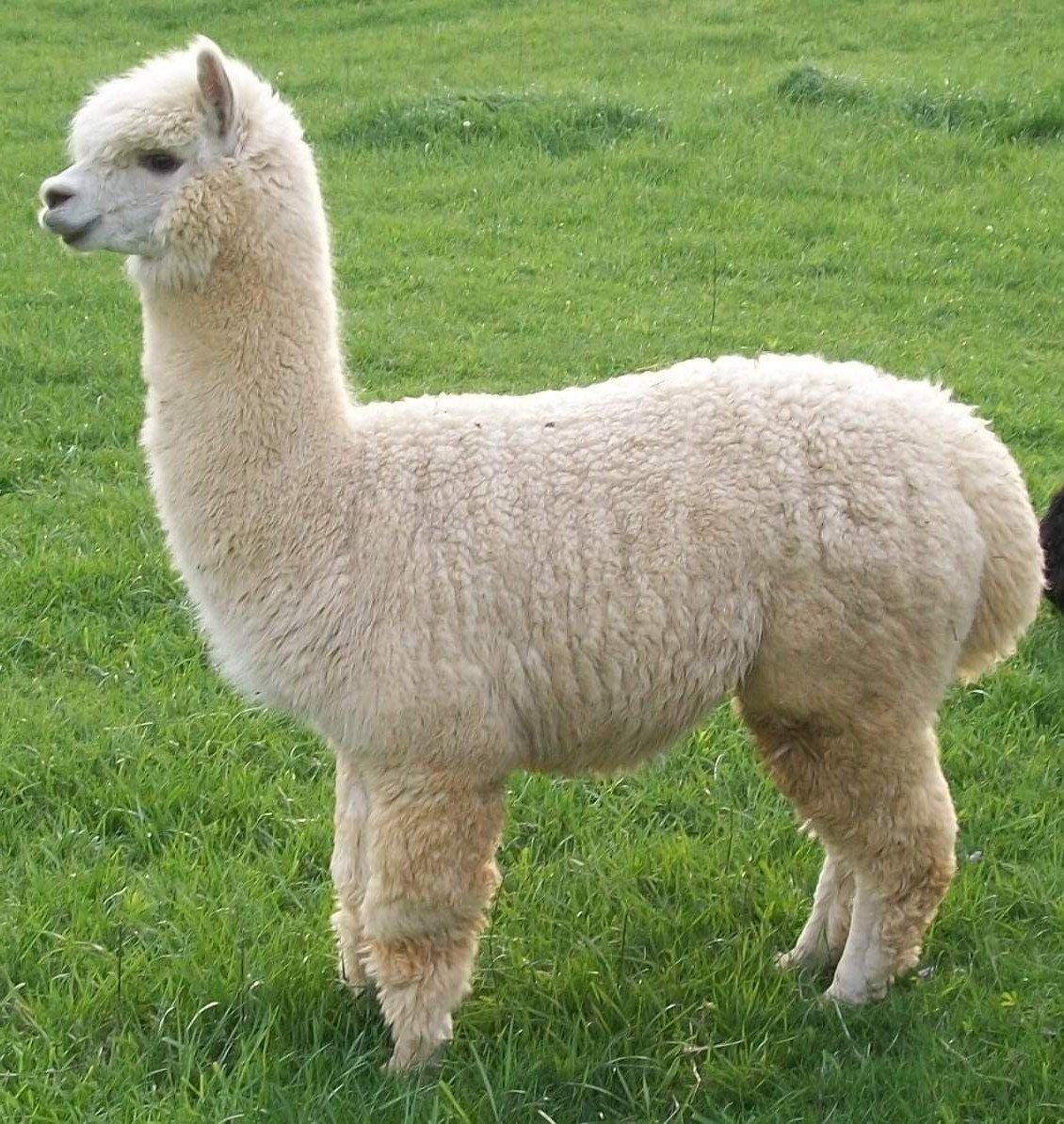 Лама альпака гуанако Викунья