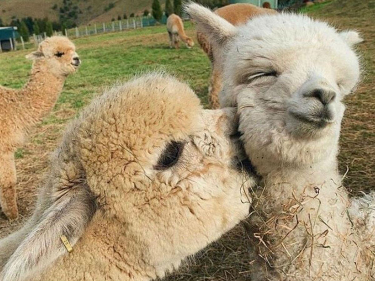 Лама vs альпака