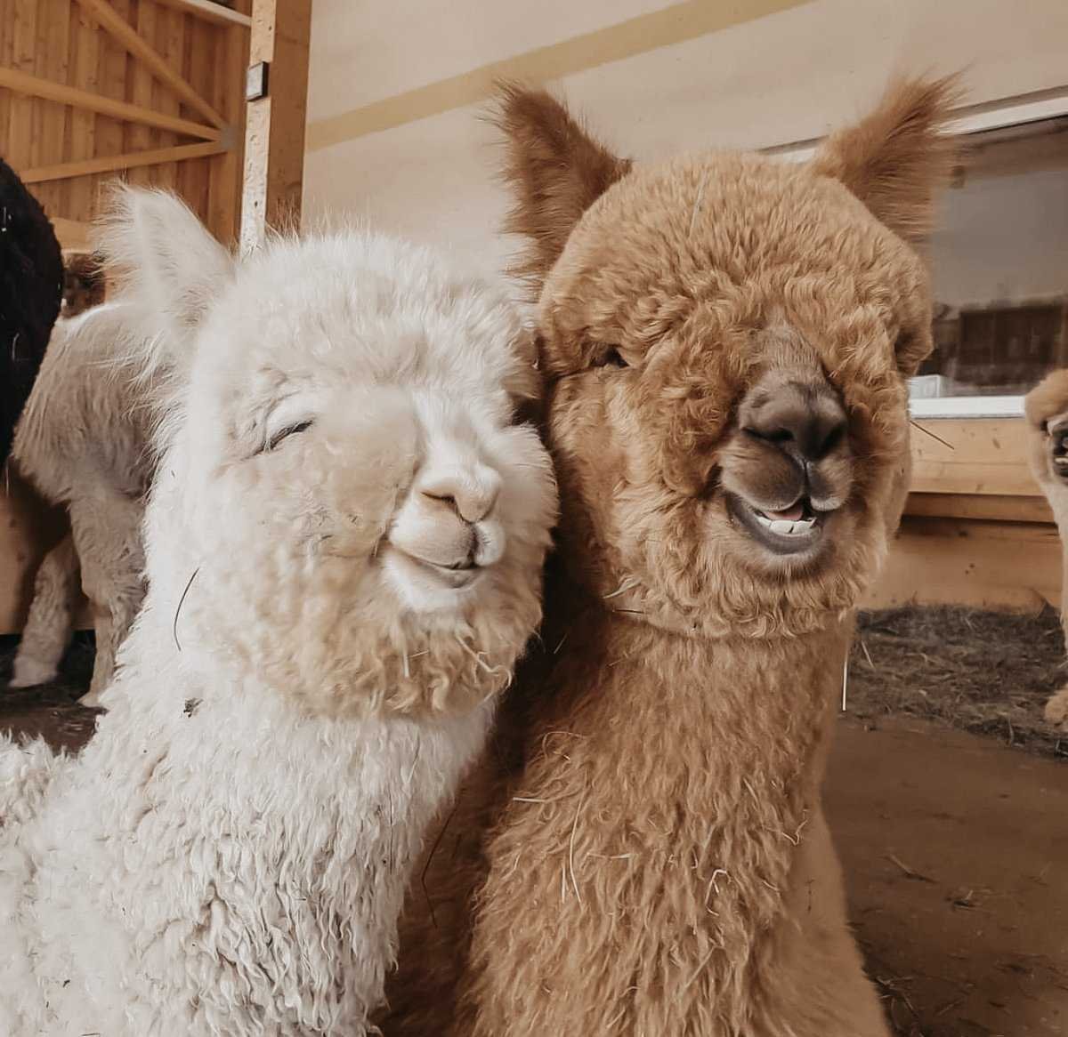 Альпака, вид ламы