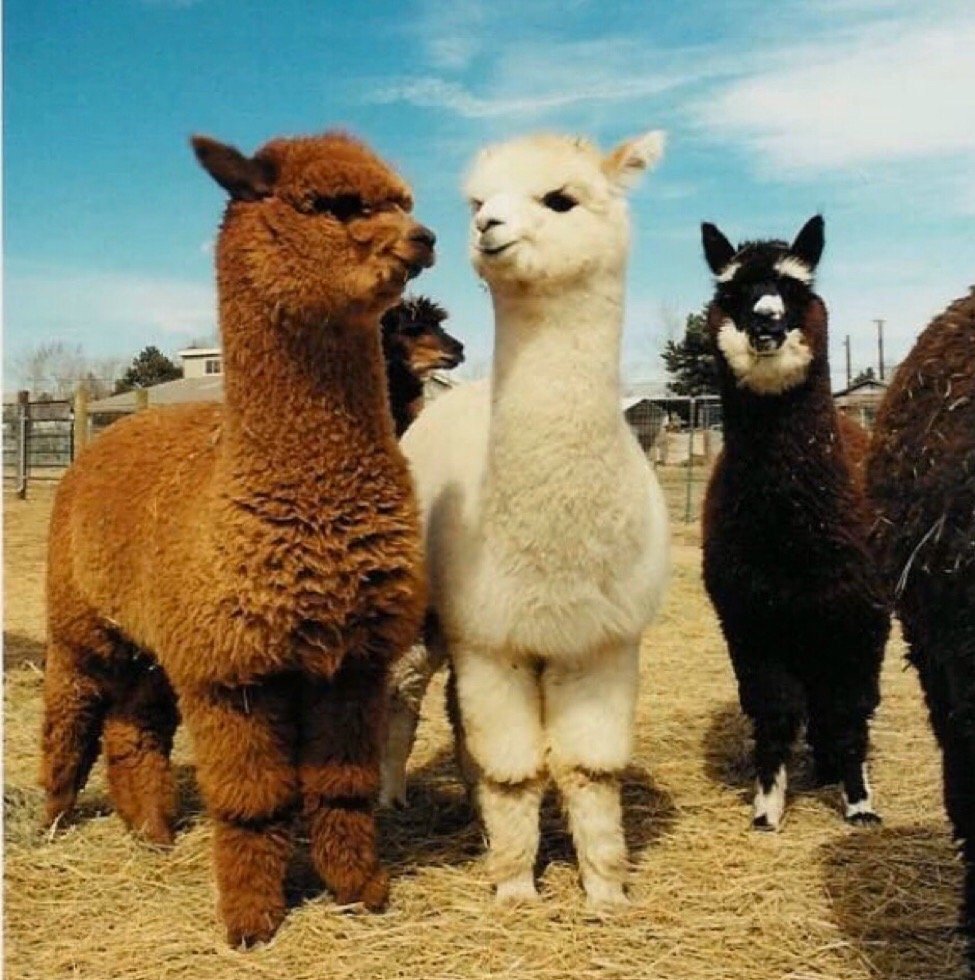 Альпака Сури и Уакайа
