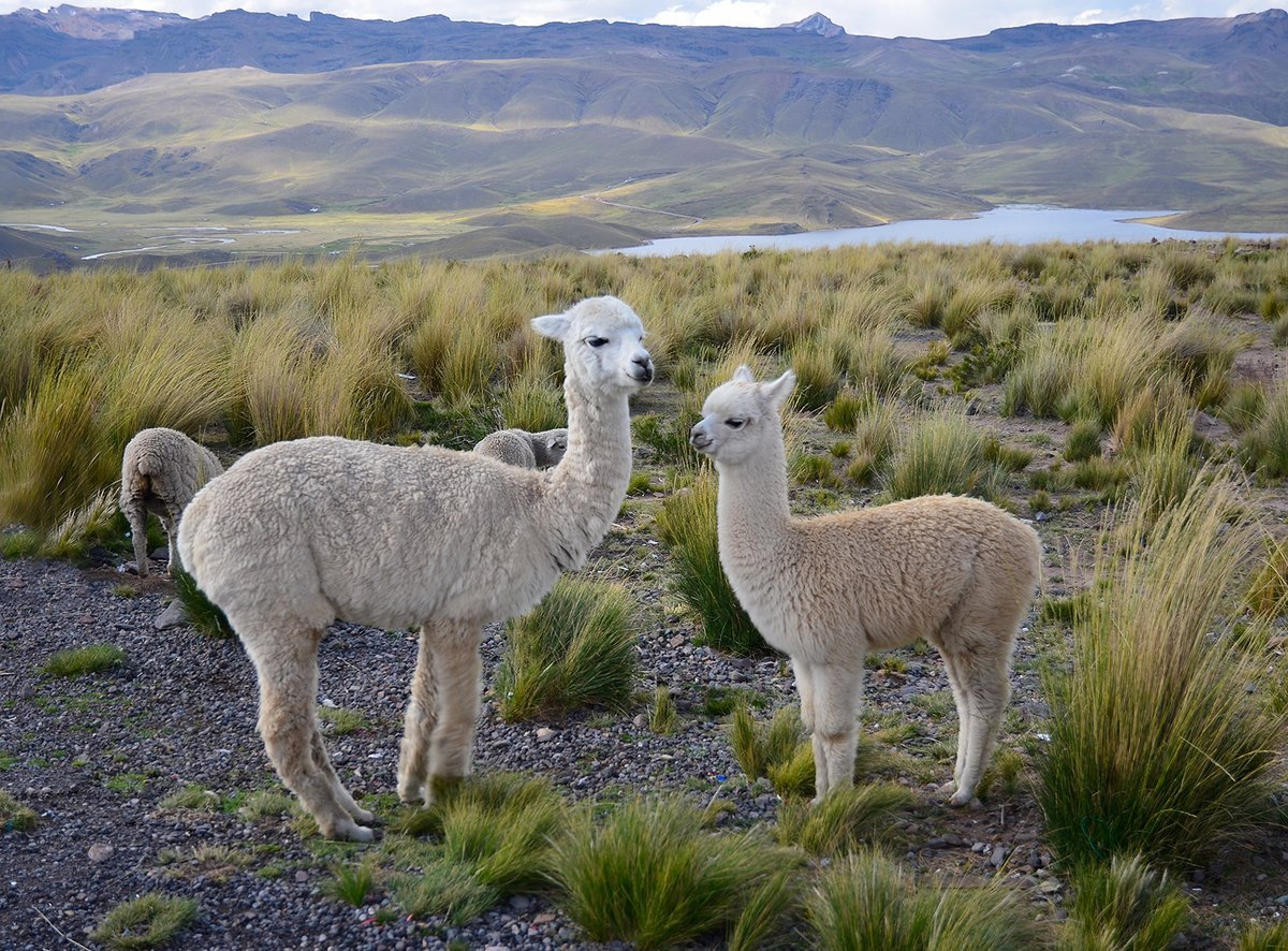 Альпака Южная Америка