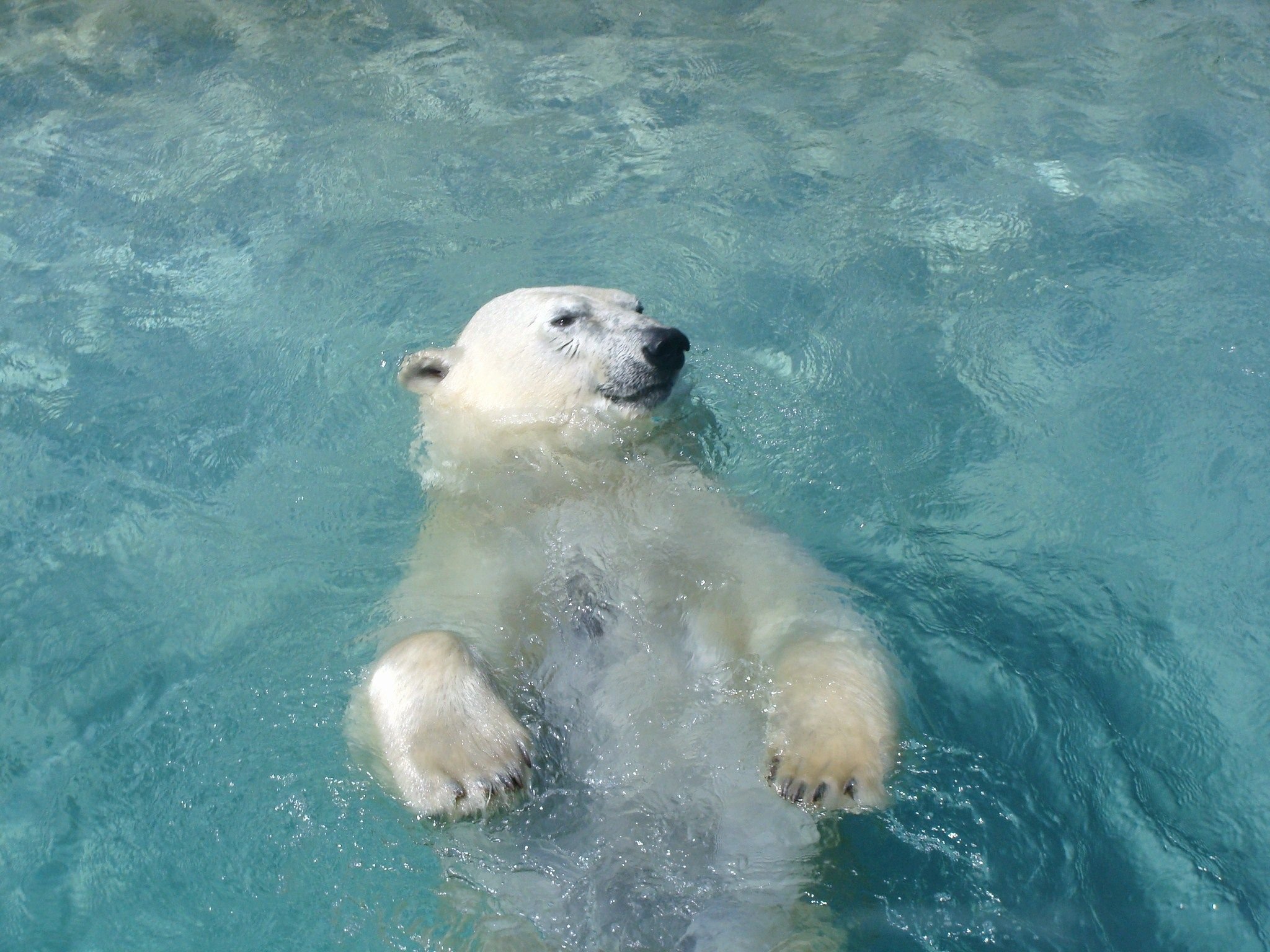 Медведь плавает скорость. Белый медведь. Белый медведь плавает. Белый медведь в воде. Медвежонок купается.