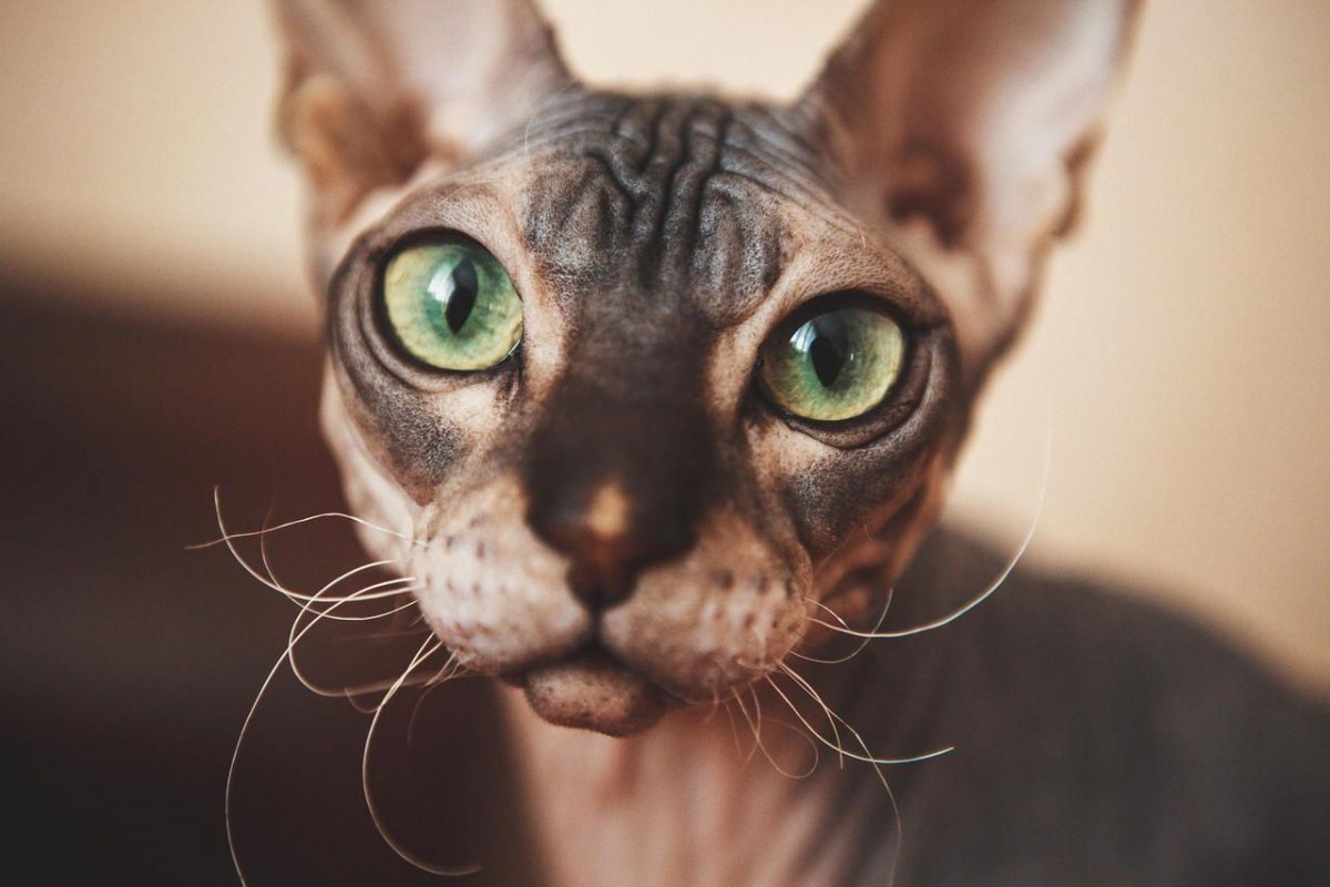 Глаза сфинкса