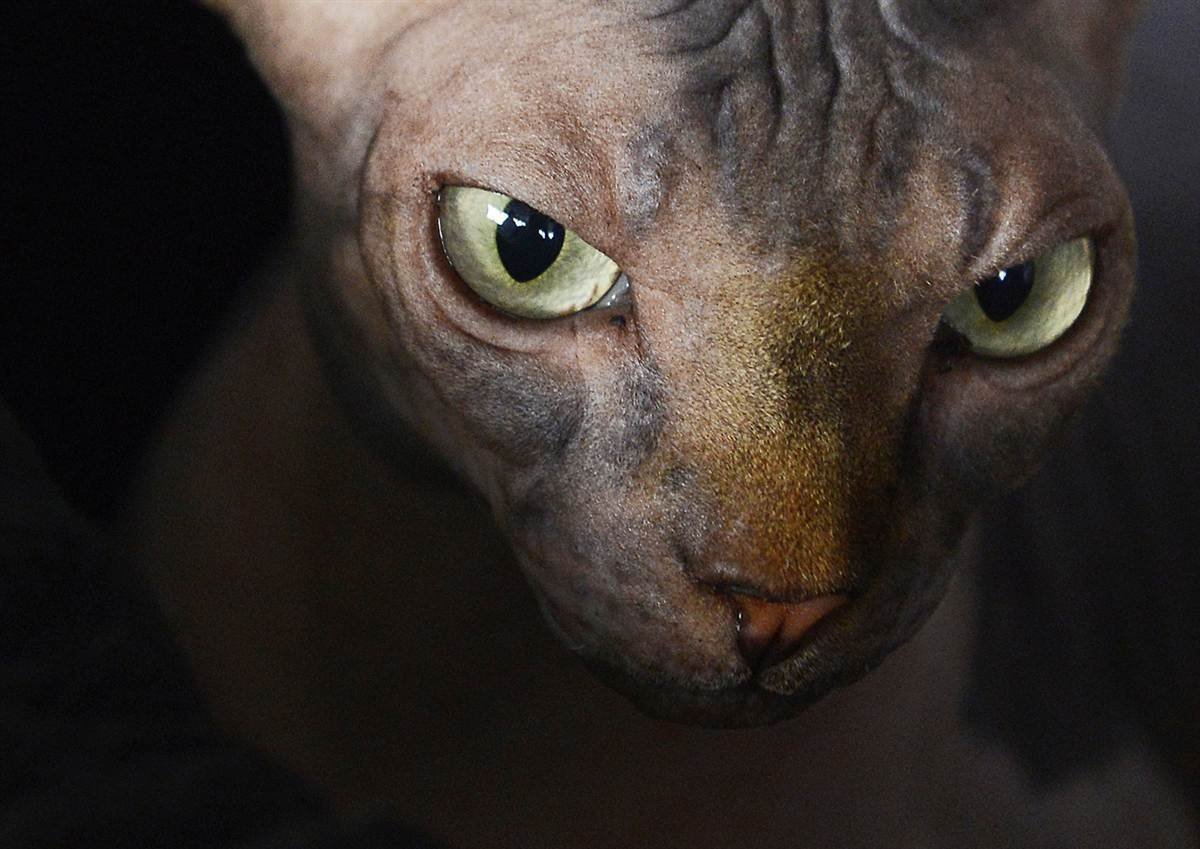 Сфинкс с зелеными глазами