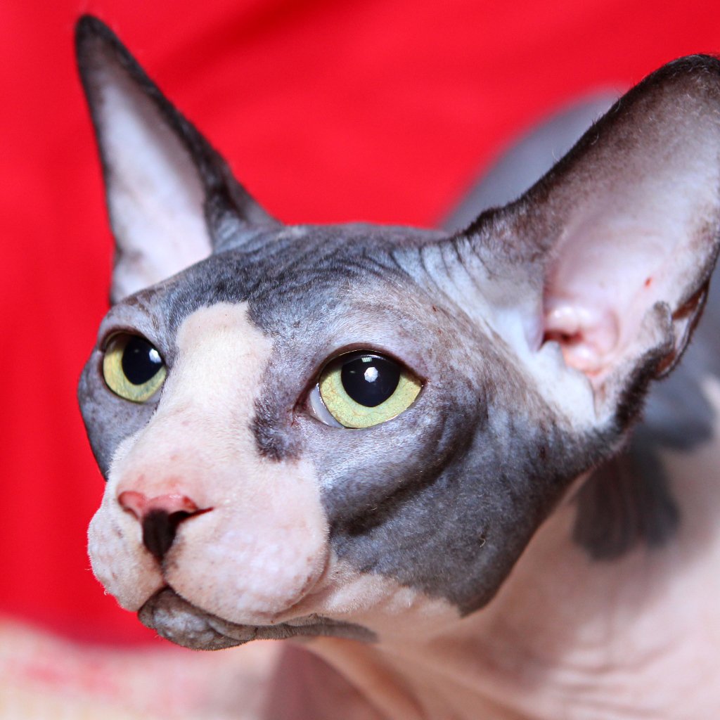 Косоглазый кот сфинкс