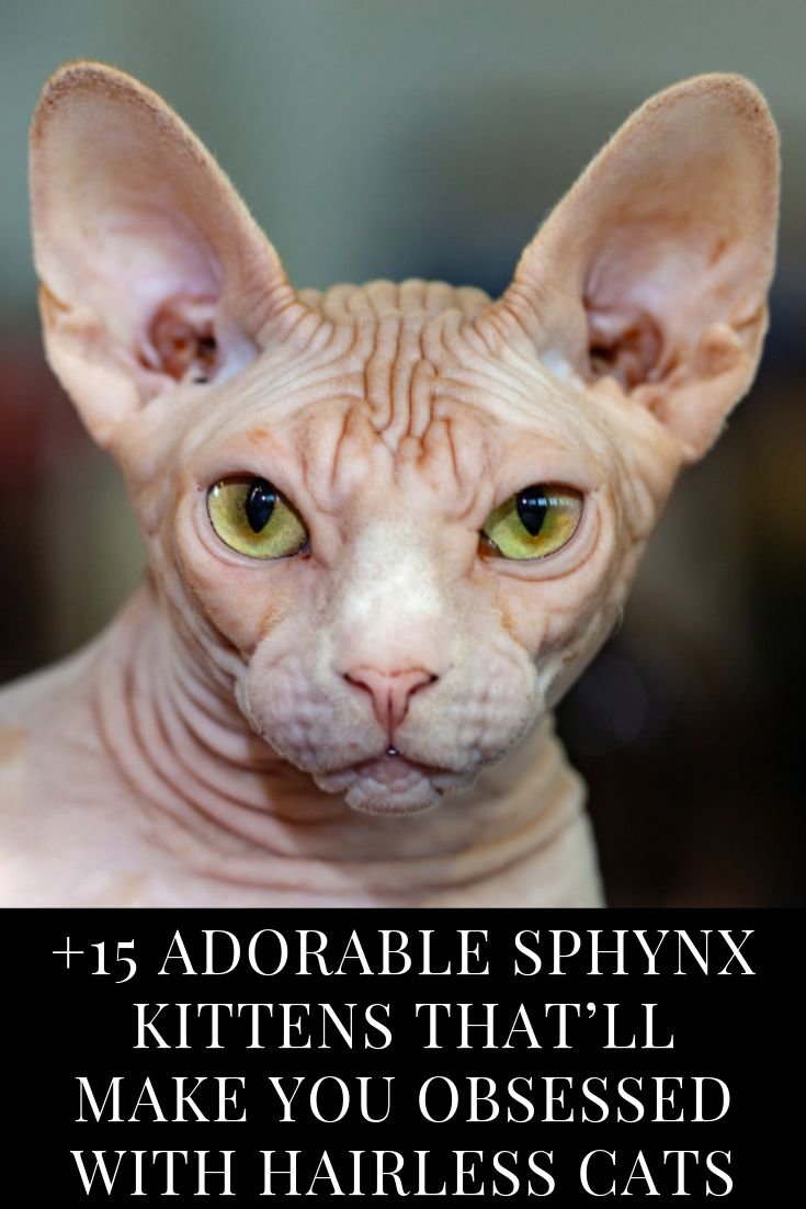 Сфинкс с желтыми глазами