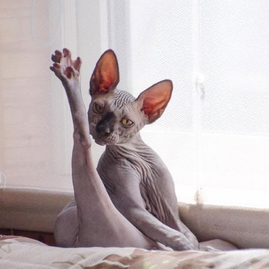 Лысая кошка смешная