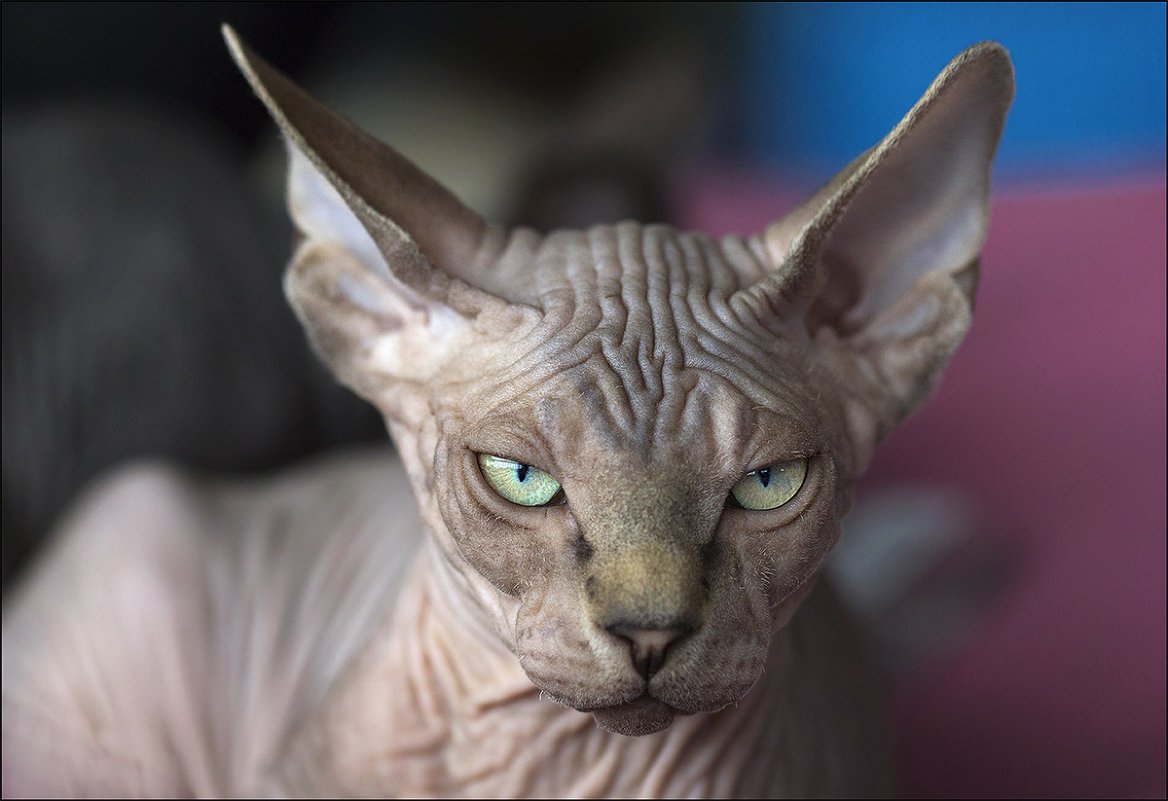 Лысый кот красивый