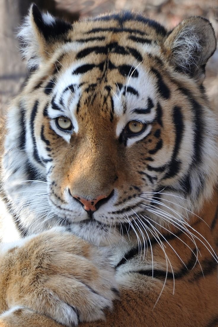 Тигра Львовна