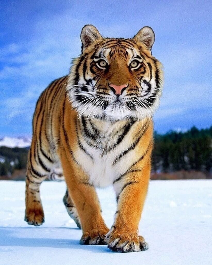 Тайгер Тайгер