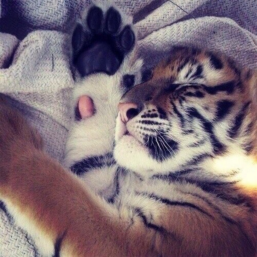 Доброе утро Тигренок