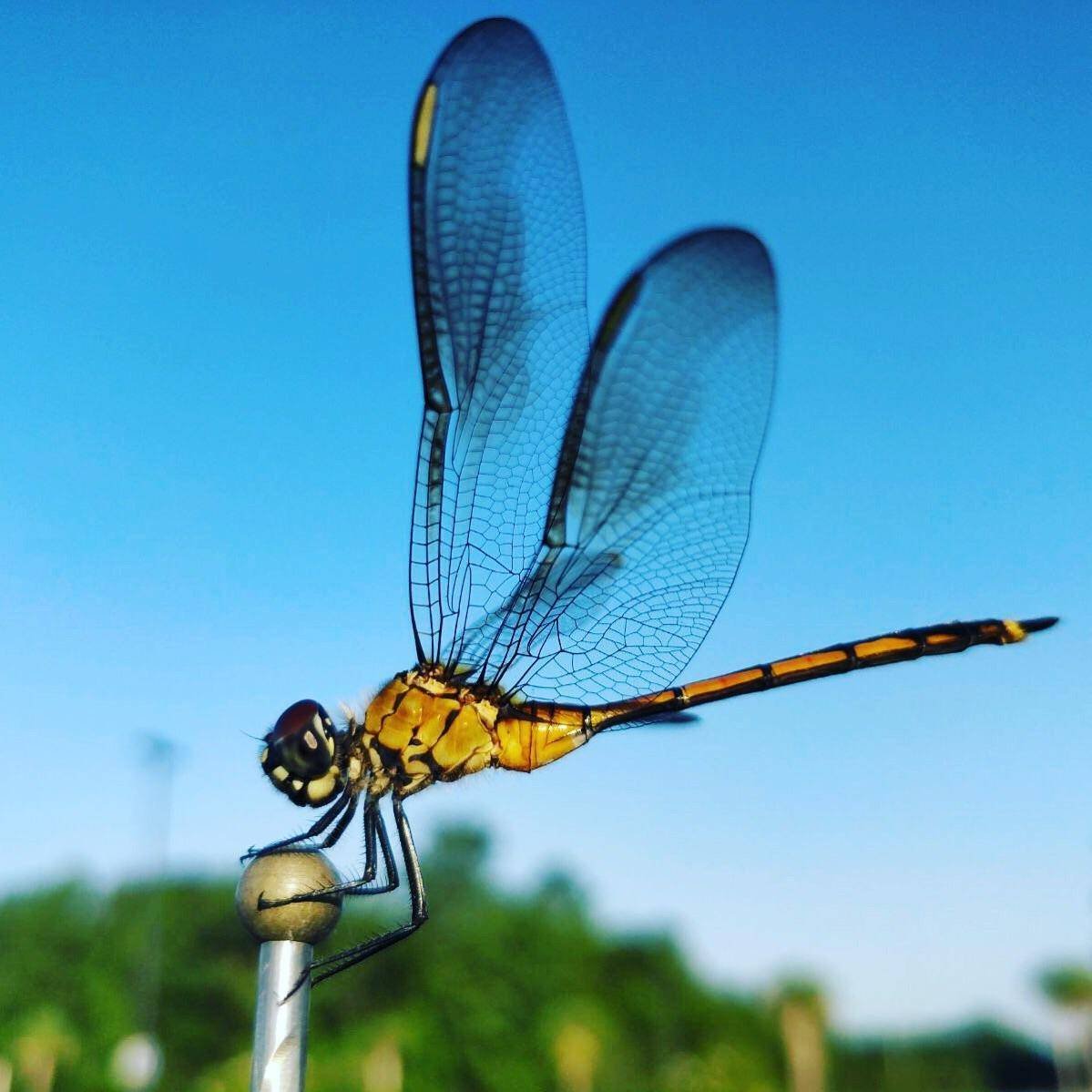 Равнокрылые Стрекозы