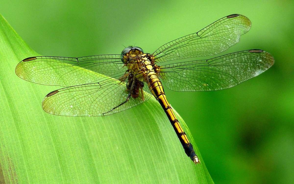 Стрекоза Dragonfly