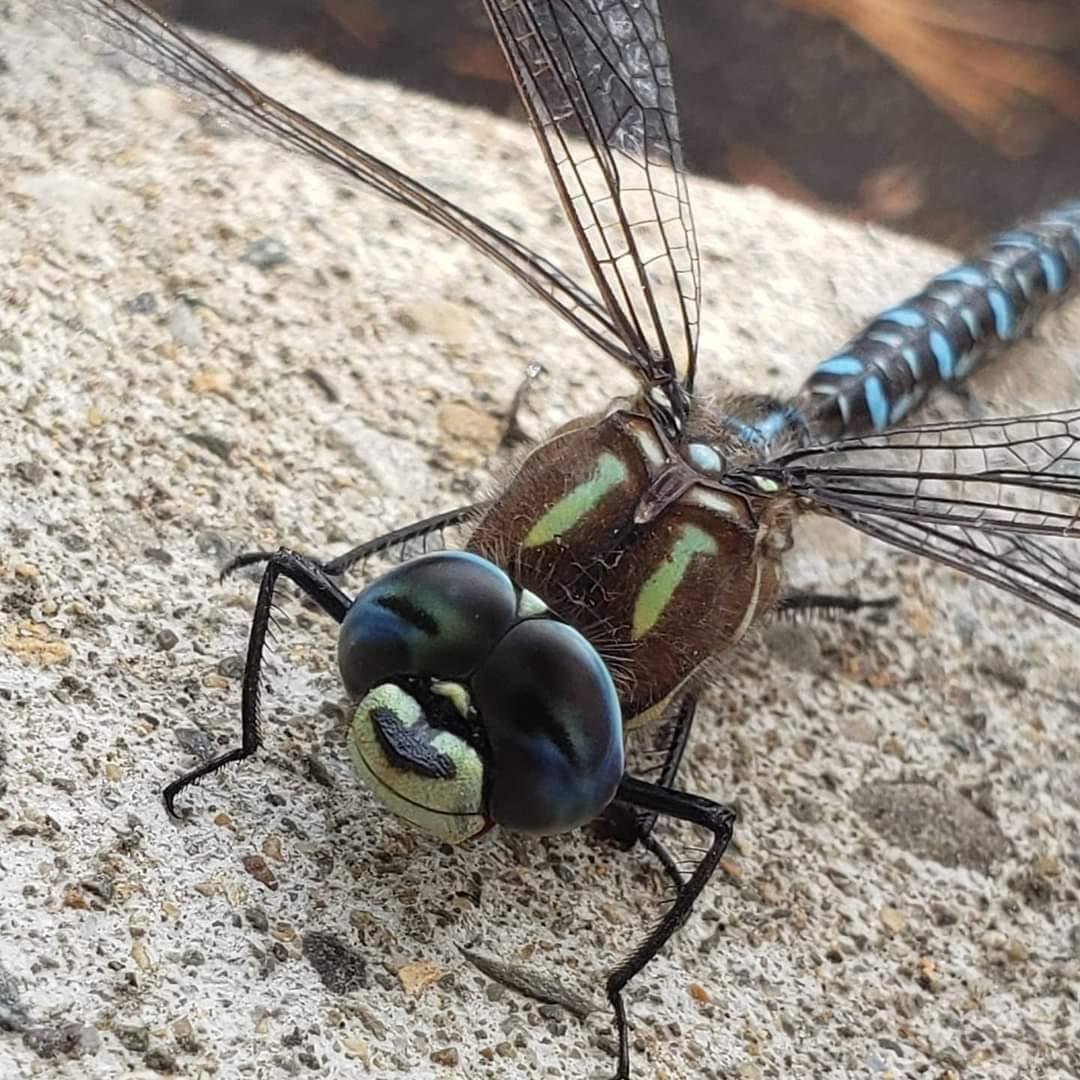 Самая большая Стрекоза в мире фото