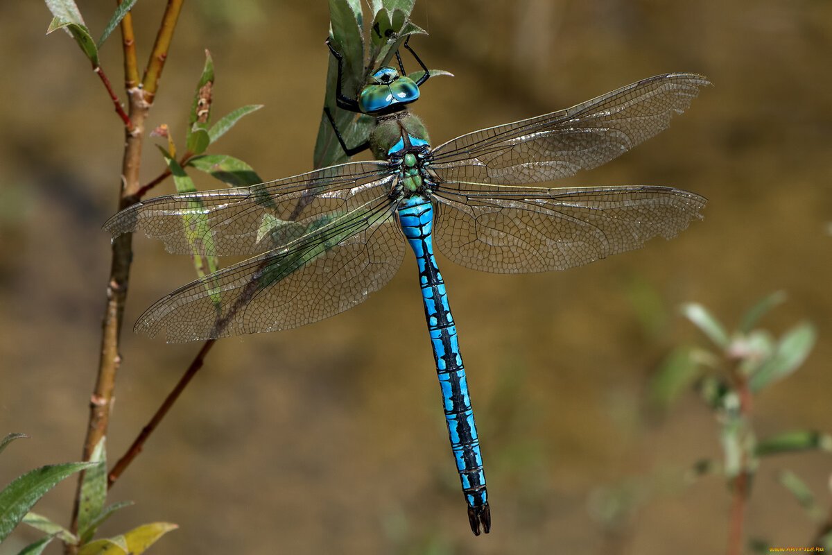 Дозорщик-Император (Anax Imperator)