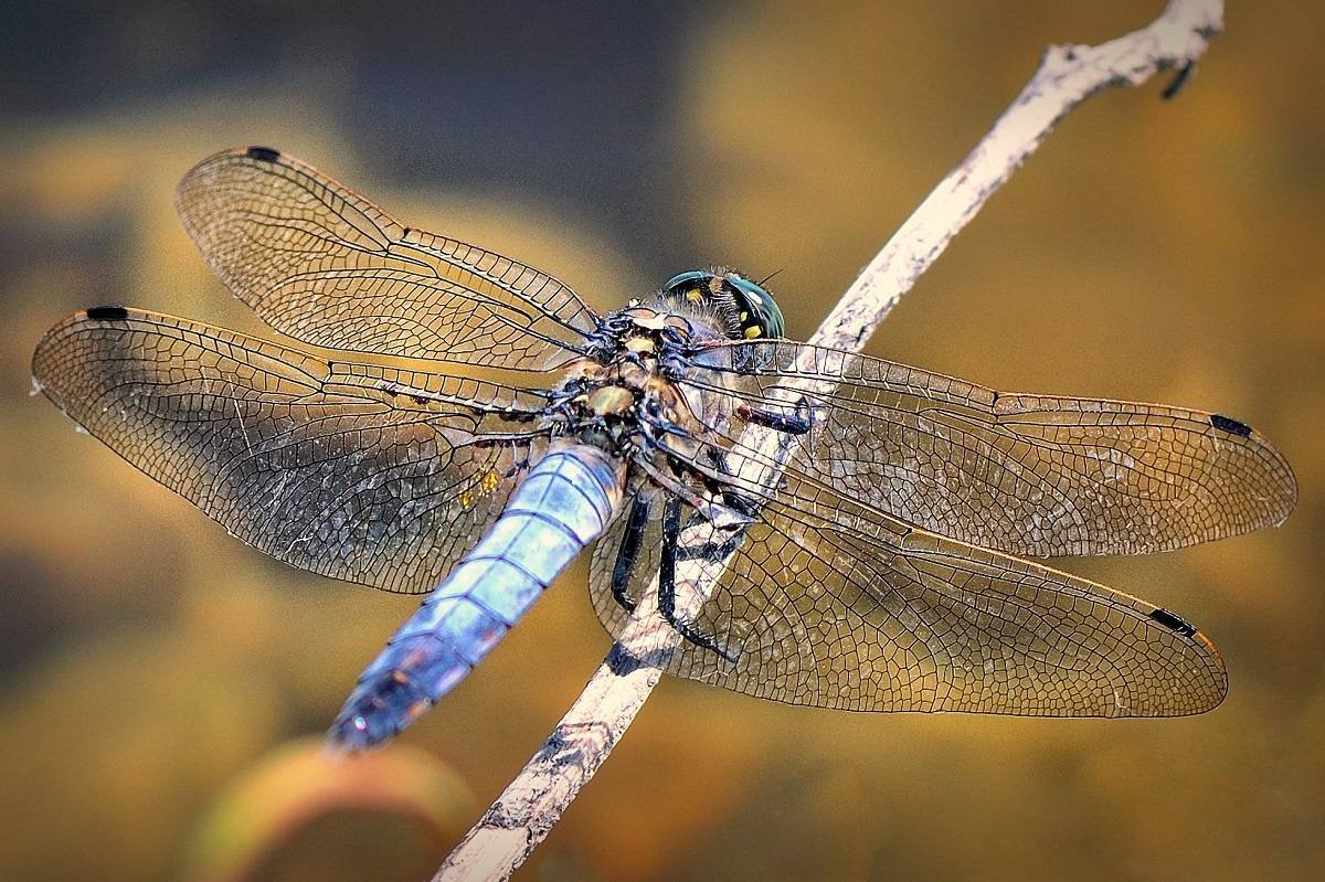 Стрекоза ручейник