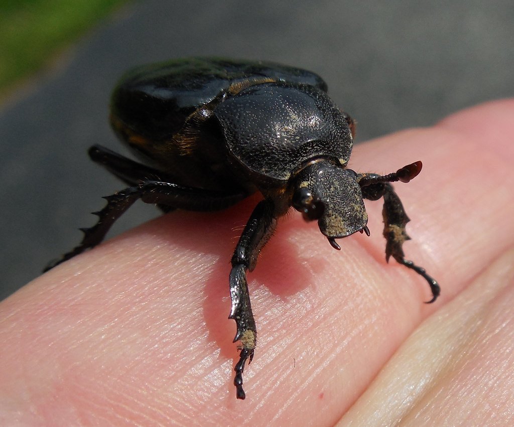 Вулканический скарабей